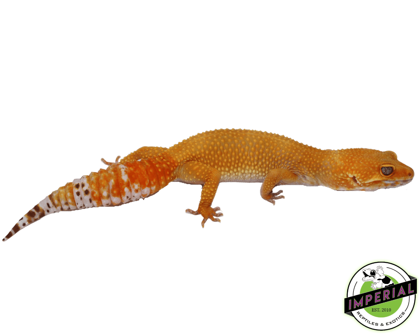 OG Tremper Sunglow Leopard Gecko Adult For Sale - Imperial Reptiles