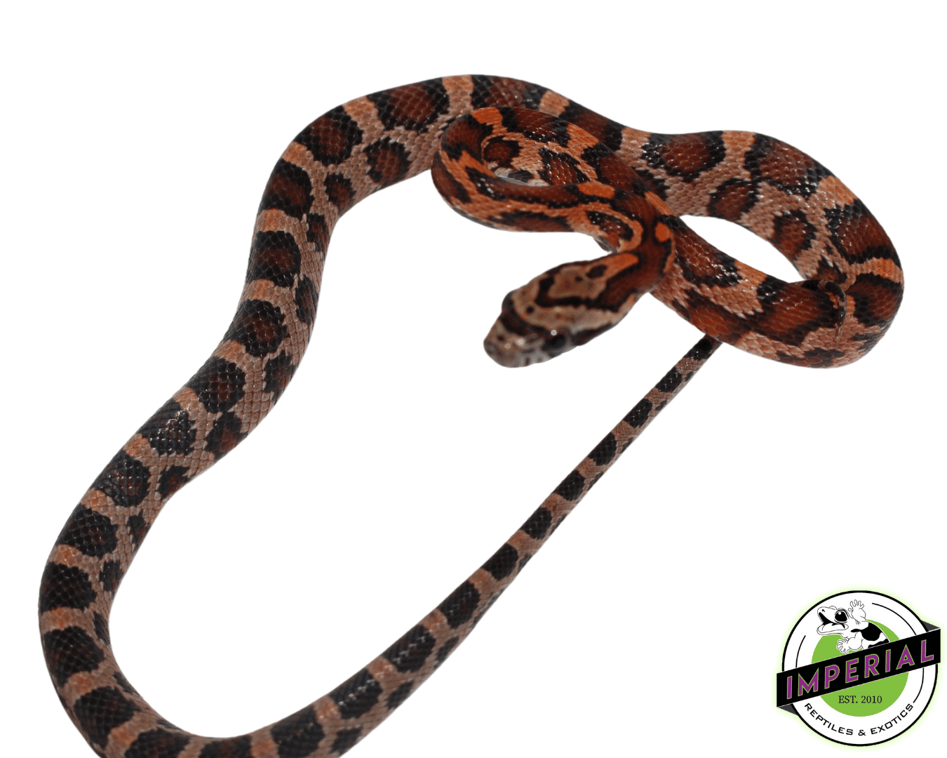 Corn Snake