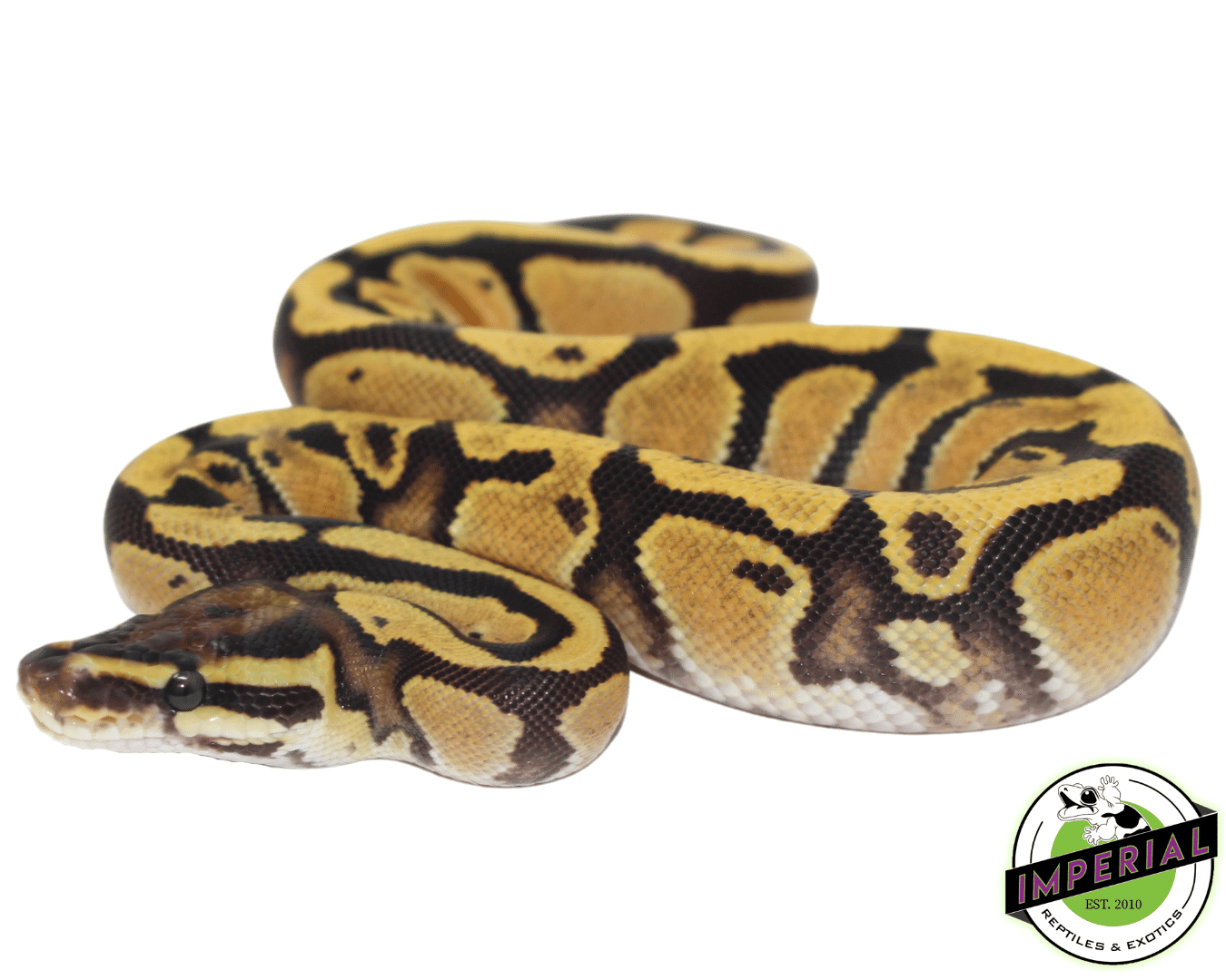 orange dream ball python for sale online at cheap prices