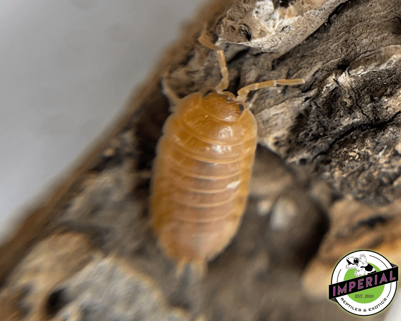 Orange Laevis Isopods For Sale - Imperial Reptiles – IMPERIAL REPTILES