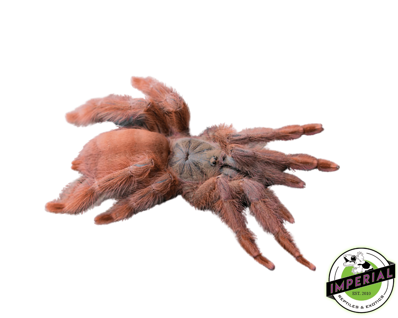 buy tarantulas online at cheap prices, tarantula for sale near me