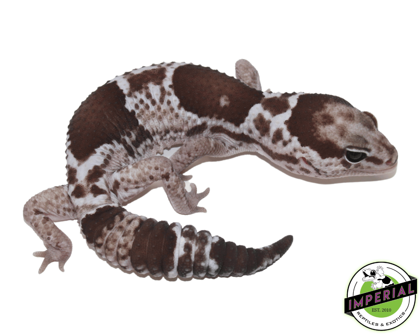 Oreo African Fat Tail Gecko