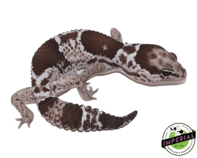 Oreo African Fat Tail Gecko