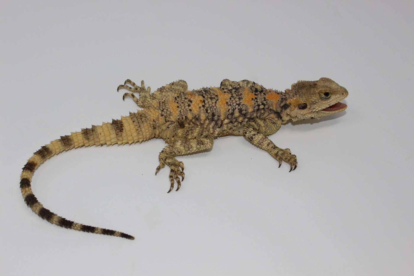 painted clown agama for sale, buy reptiles online