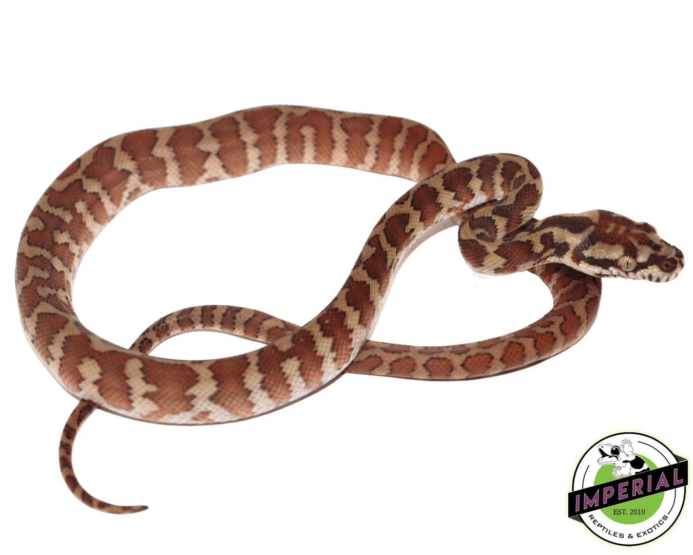 Red Carpet Python SOUTHWEST CARPET PYTHON Reptile And Grow