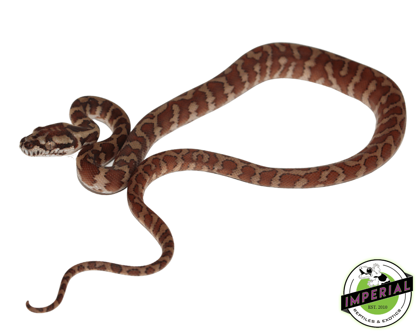 Papuan Carpet Python For Sale - Imperial Reptiles – IMPERIAL REPTILES ...