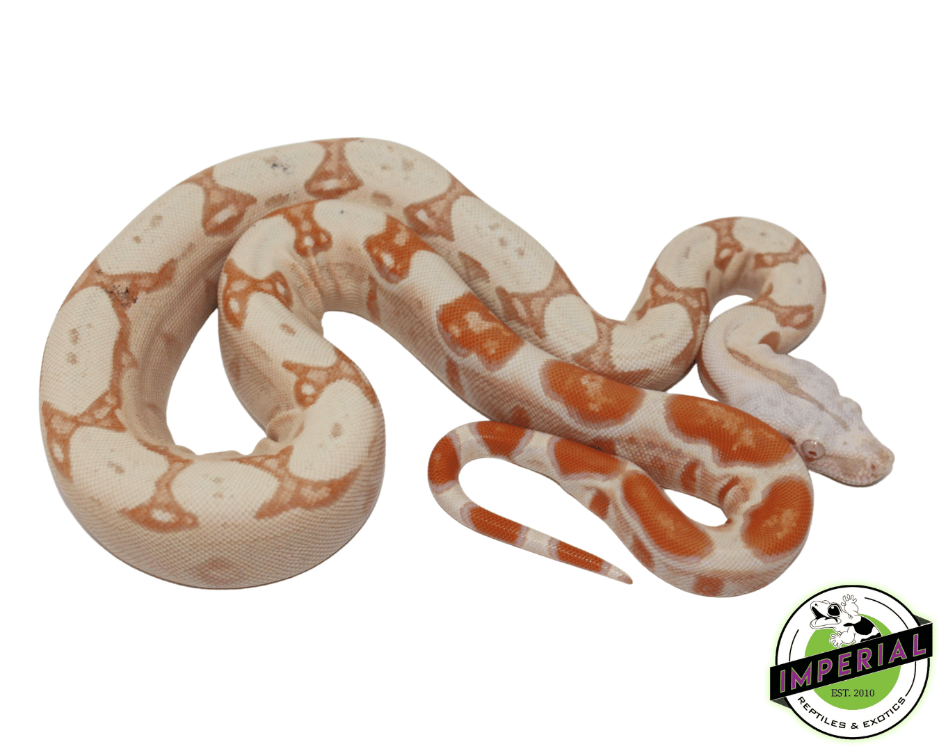 paradox sunglow colombian boa constrictor for sale, buy reptiles online