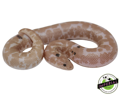 paradox snow sand boa for sale, buy reptiles online
