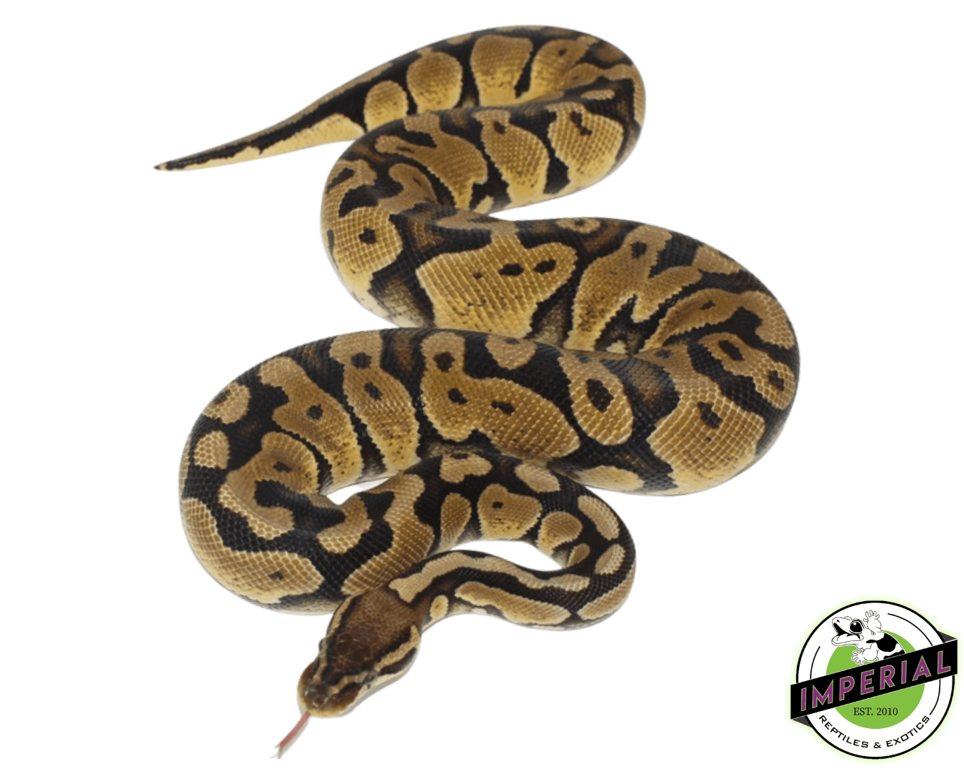 pastel adult ball python for sale, buy reptiles online