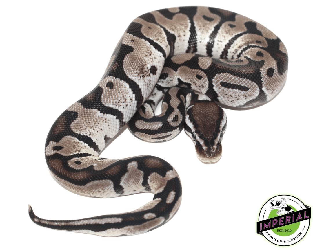 Vpi Axanthic Ball Python Drawing How To Make Axanthic Ball Python