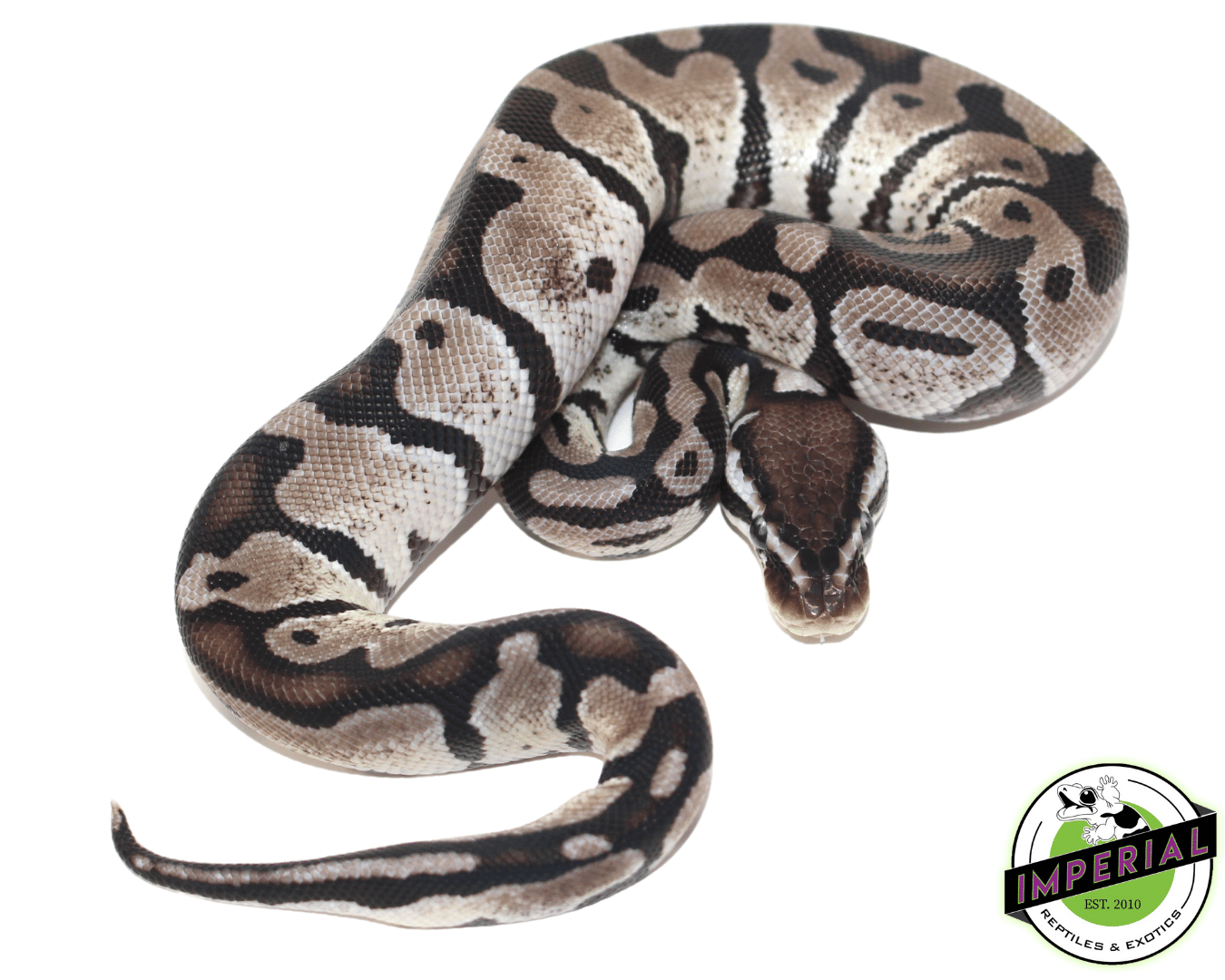 pastel axanthic ball python for sale, buy reptiles online