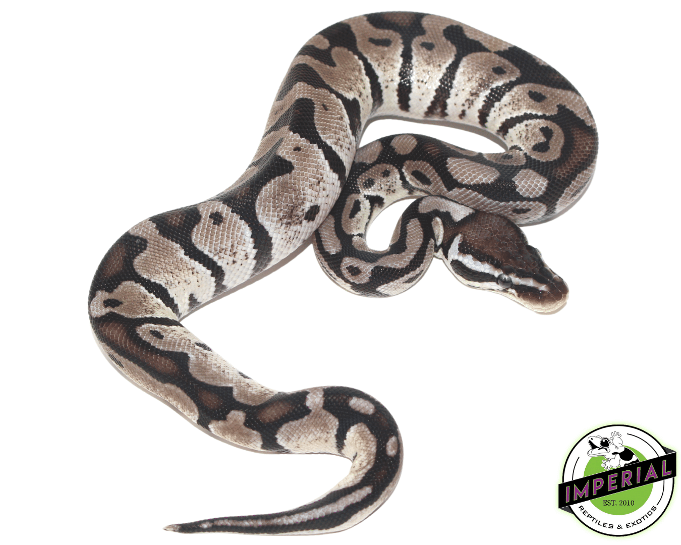 Paradox Albino Pied Ball Python