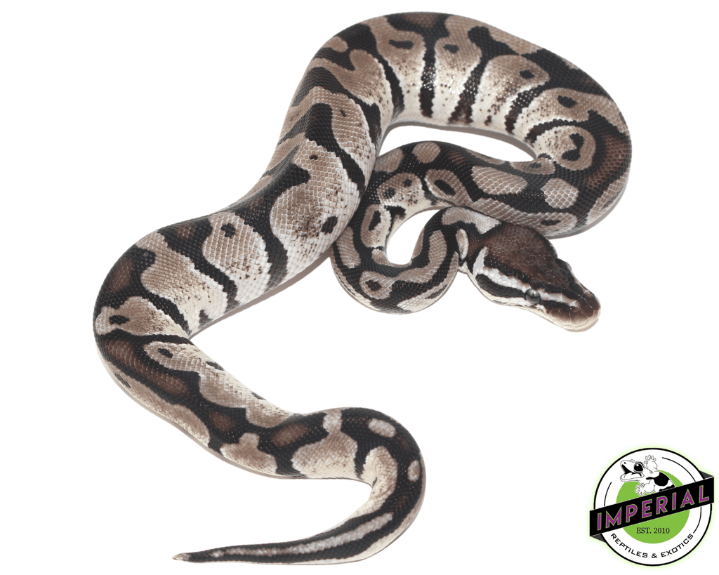 Axanthic Pastel Ball Python