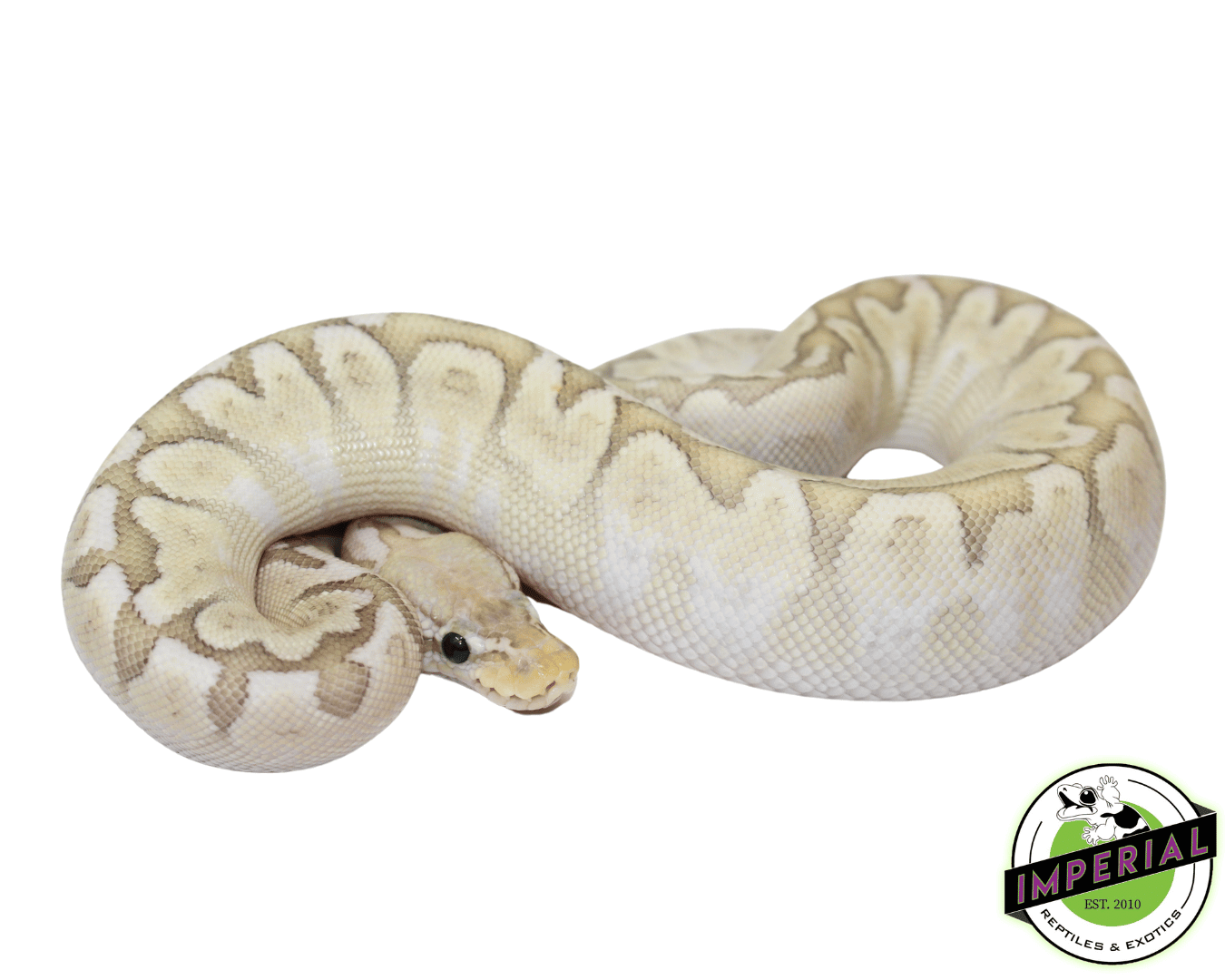 Killer Queen Bee Ball Python