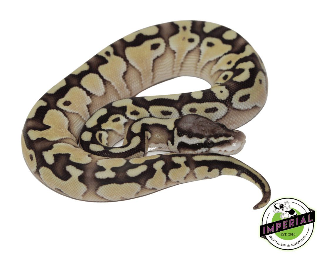 Python Super Lesser
