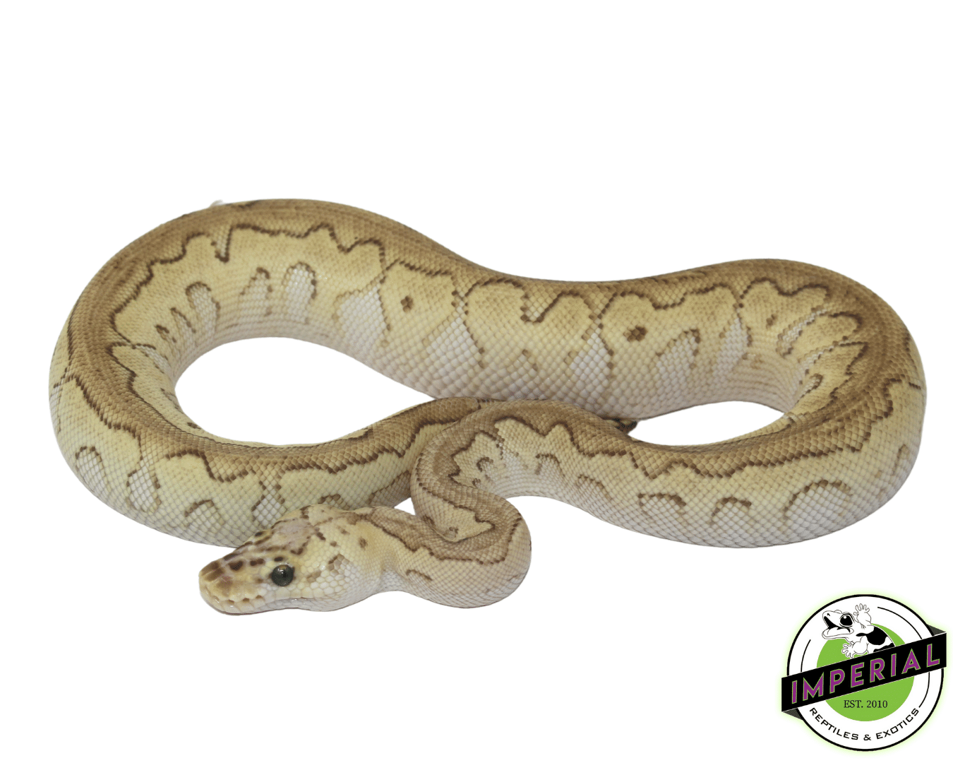 Pastel Butter Clown Ball Python For Sale - Imperial Reptiles – IMPERIAL ...