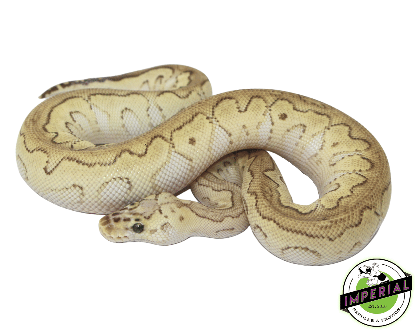 Pastel Butter Clown ball python for sale, buy reptiles online