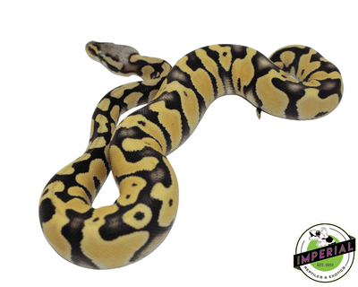 pastel desert ghost ball python for sale, buy reptiles online