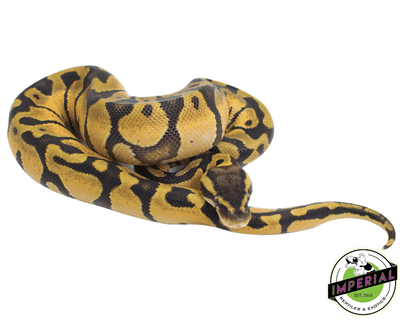 pastel enchi ball python for sale, buy reptiles online at cheap prices