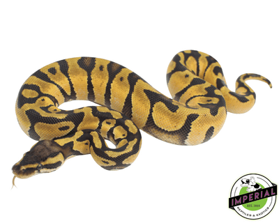 pastel enchi ball python for sale, buy reptiles online at cheap prices