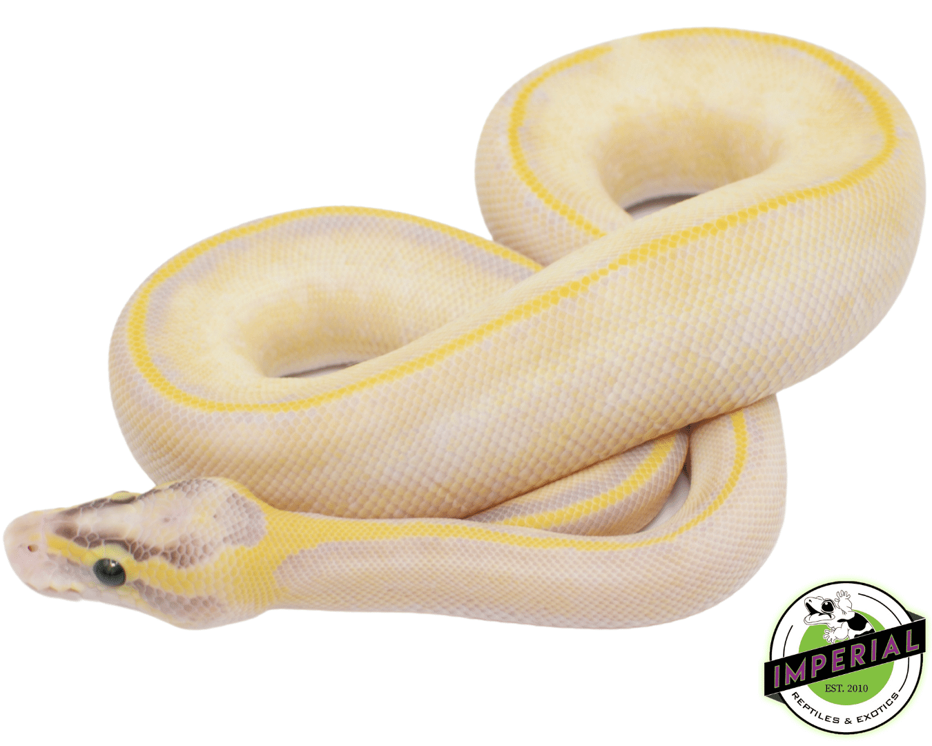 Pastel Enchi Ivory ball python for sale, buy ball pythons online at cheap prices