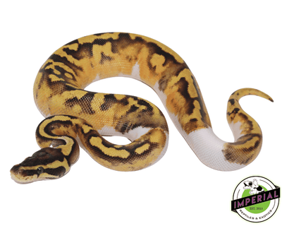 Pastel Enchi Piebald ball python for sale, buy reptiles online