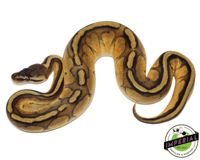 pastel genetic stripe ball python for sale, buy reptiles online