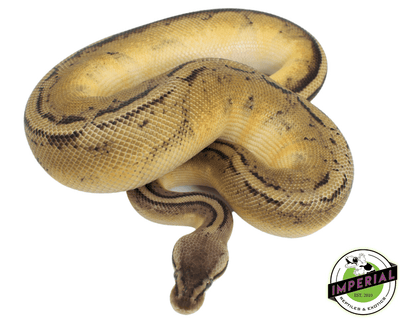 pastel genetic stripe ball python for sale, buy reptiles online