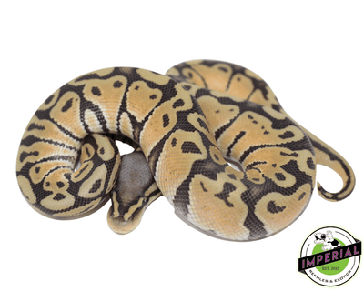 pastel ghost ball python for sale, buy reptiles online