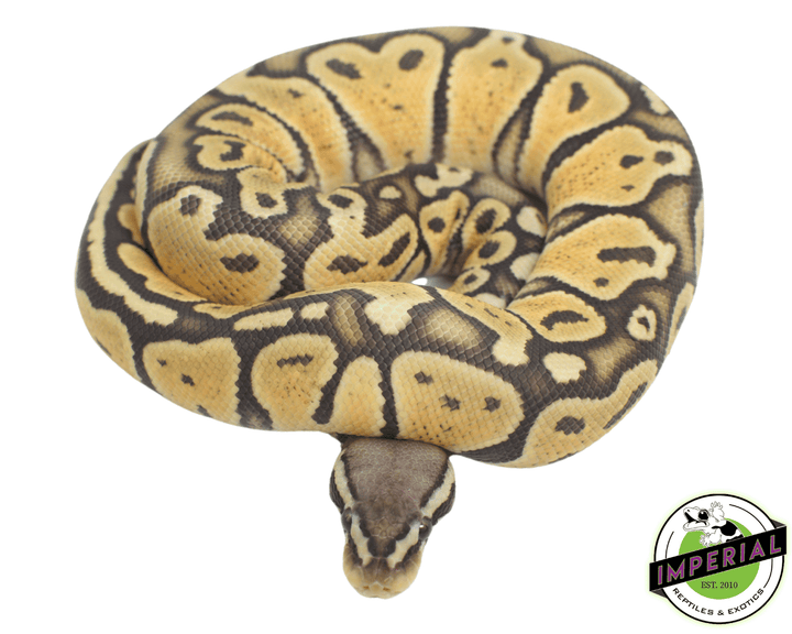 True Ghost Ball Python