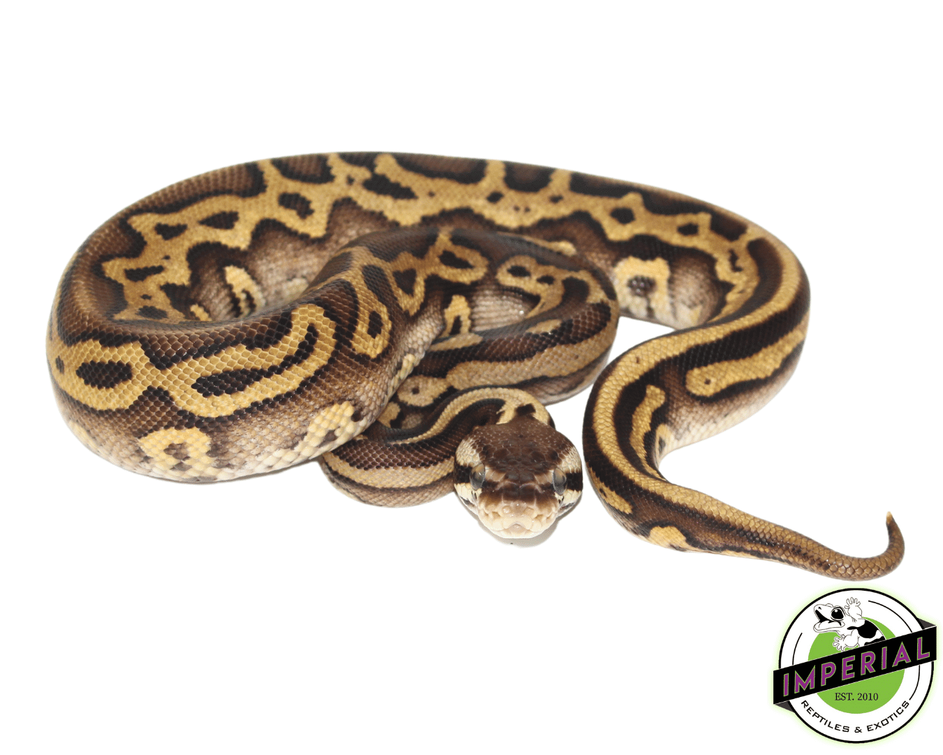 Hidden Gene Woma Pastel Yellowbelly Ball Python For Sale - Imperial