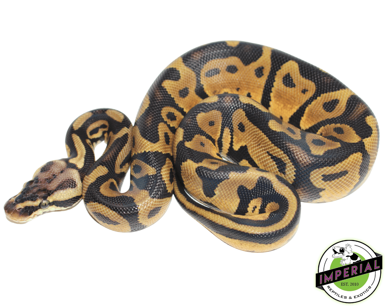 pastel leopard yellowbelly ball python for sale online, buy ball pythons near me at cheap prices