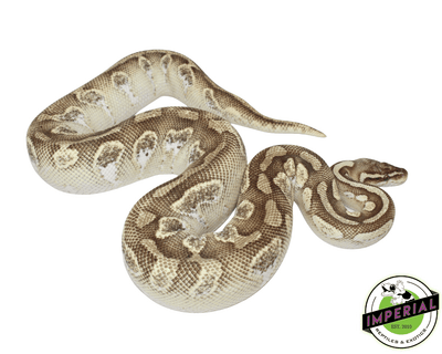 Pastel Butter Calico ball python for sale, buy reptiles online