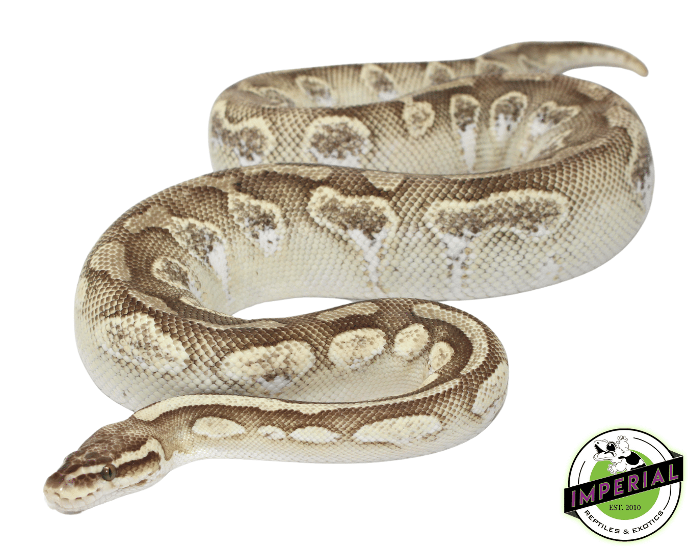 Adult Pastel Calico Ball Python