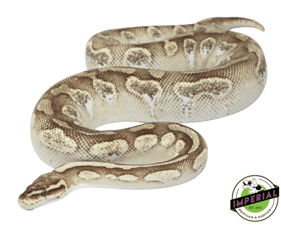 Pastel Butter Calico ball python for sale, buy reptiles online
