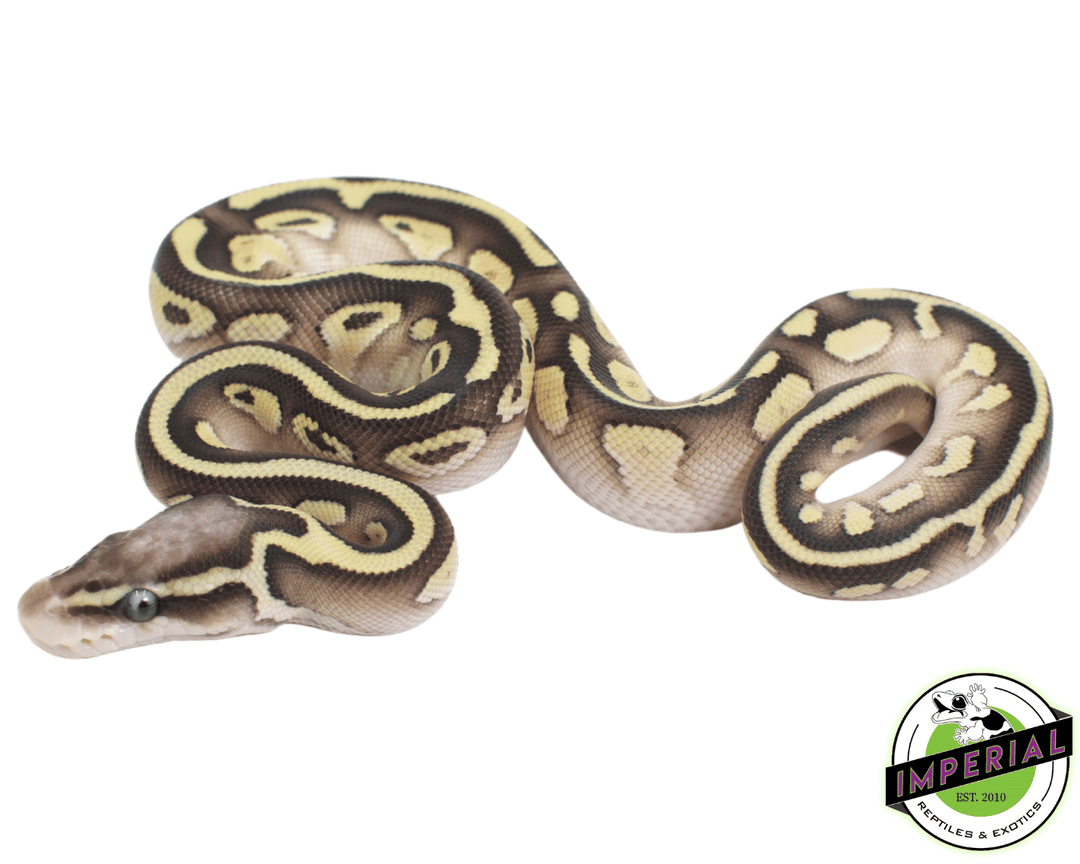 Lesser Clown Ball Python Python Snake Reptiles For Sale In Runcorn