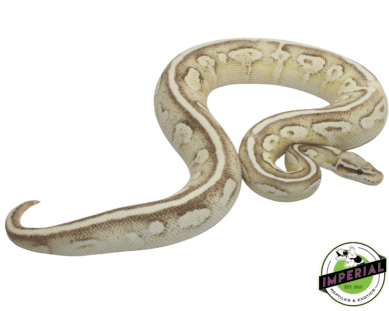 Pastel Lesser Vanilla Yellowbelly pos Fader ball python for sale near me, buy ball pythons online at cheap prices