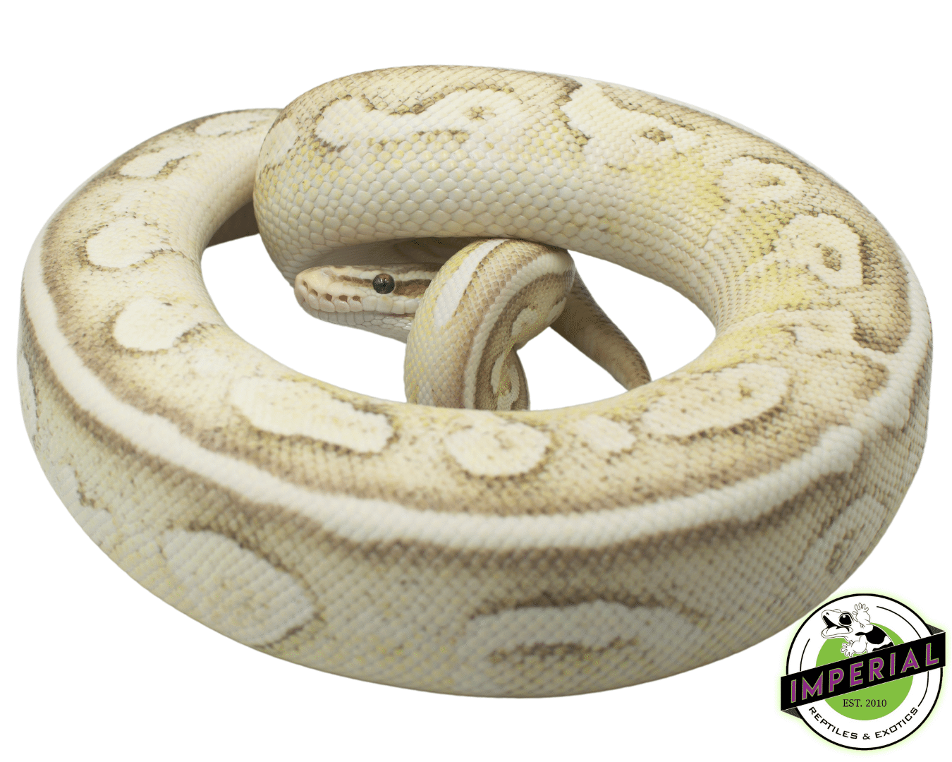 Pastel Lesser Vanilla Yellowbelly pos Fader ball python for sale near me, buy ball pythons online at cheap prices