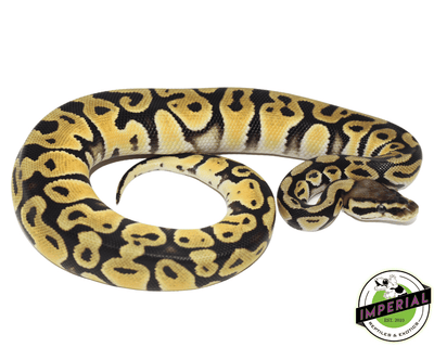 pastel orange dream ball python for sale online at cheap prices