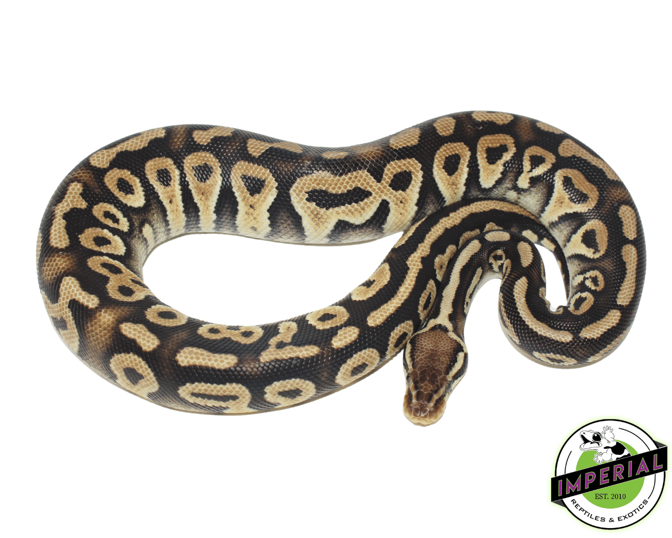 Pastel Phantom Ball Python For Sale - Imperial Reptiles – IMPERIAL ...