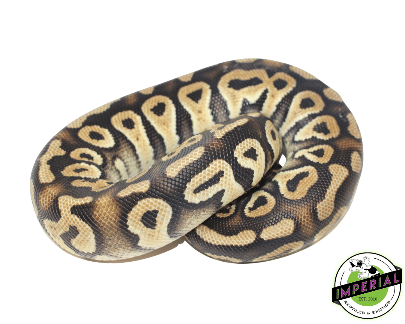 pastel phantom ball python for sale, buy reptiles online