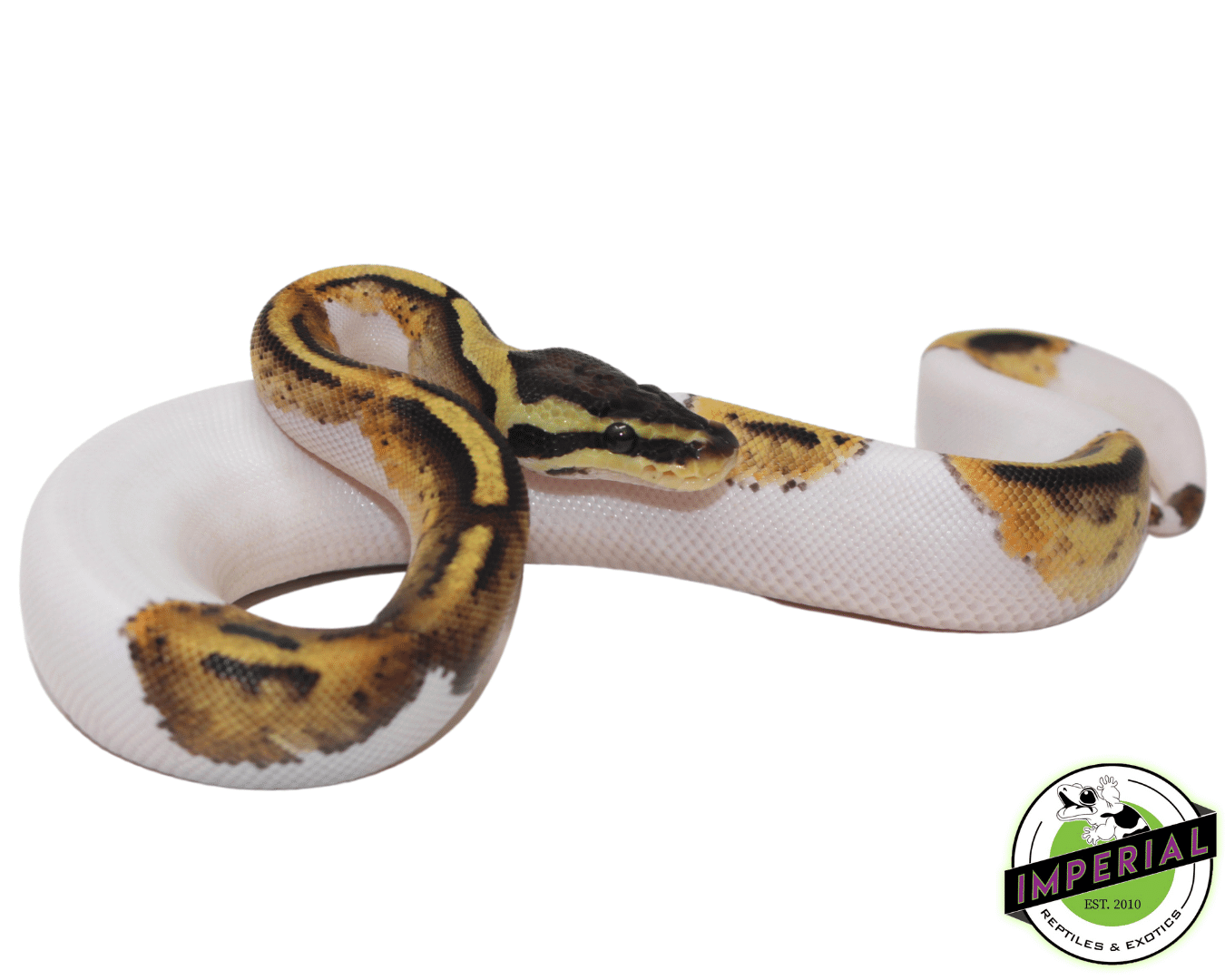 pastel pied ball python for sale online at cheap prices