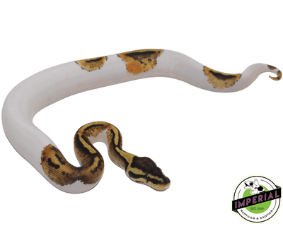 pastel pied ball python for sale online at cheap prices