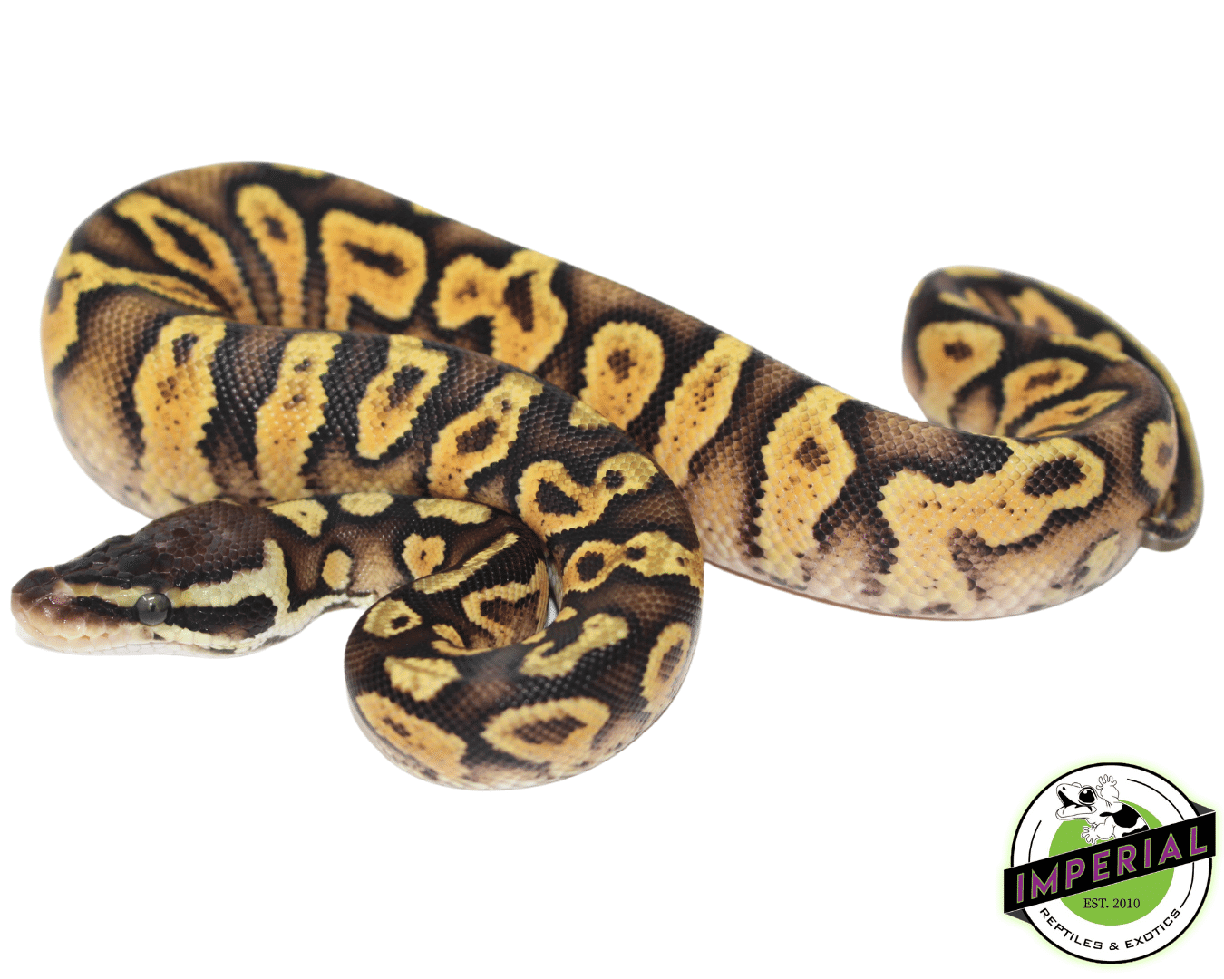pastel spark ball python for sale, buy reptiles online