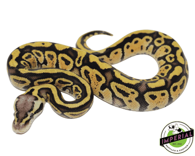 pastel specter ball python for sale, buy reptiles online