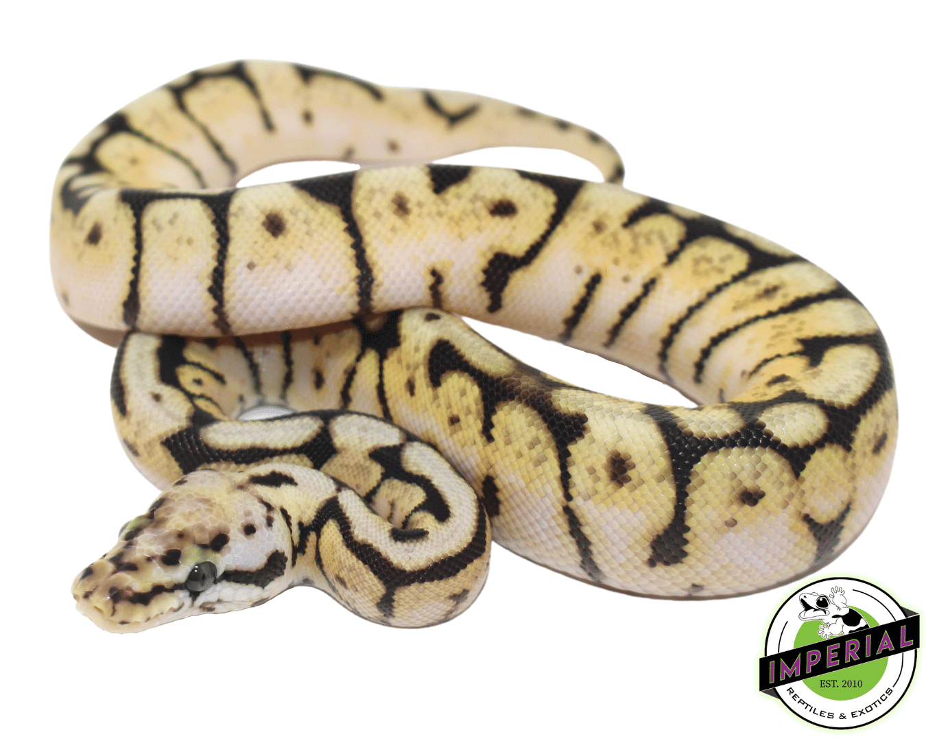 Axanthic Killer Bee Ball Python