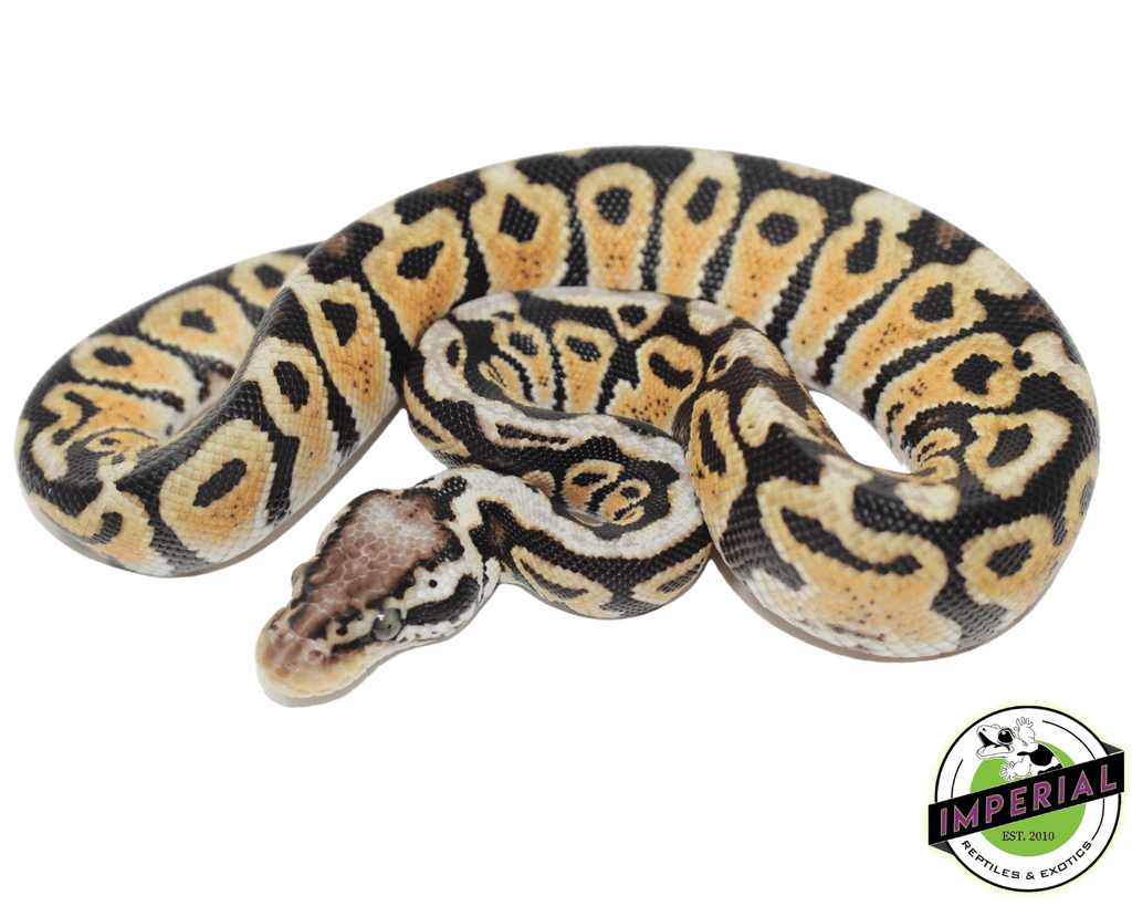 Leopard Royal Python Pastel Leopard Spotnose Ball Python