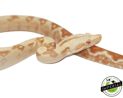 red pastel sharp sunglow colombian boa constrictor for sale, buy reptiles online