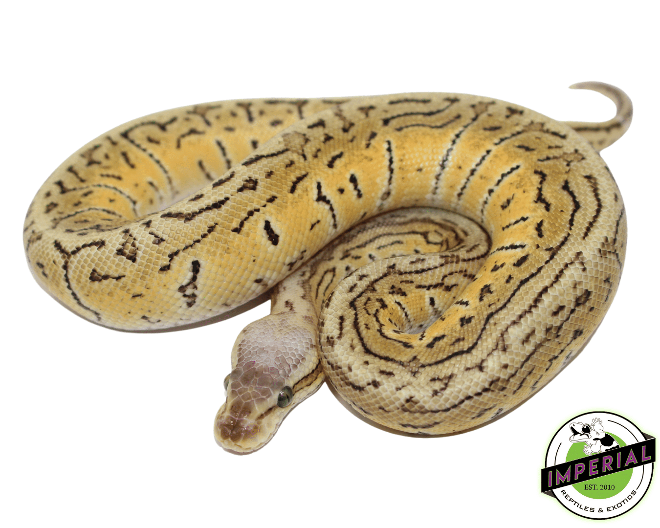 Pastel Vanilla Pinstripe Trick ball python for sale, buy reptiles online