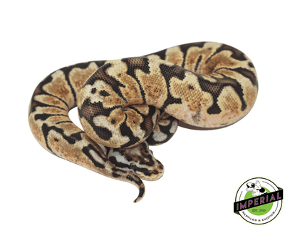 pastel woma ball python for sale, buy reptiles online